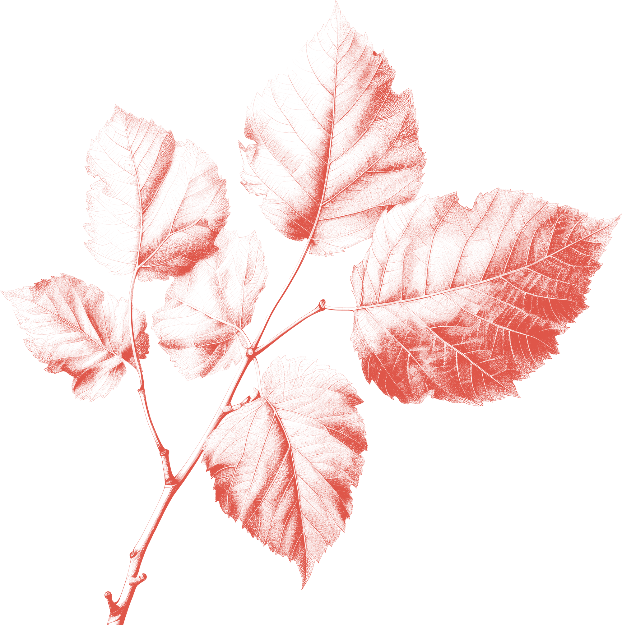 section flower
